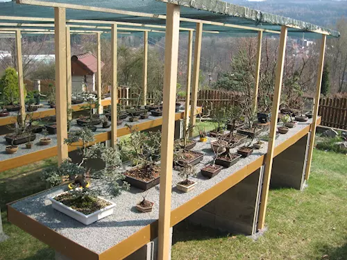 Bonsai zahrada v Boskovicích