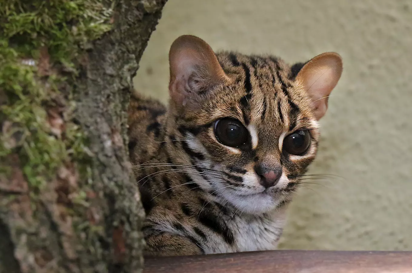 Na Štědrý den do Zoo Jihlava – vstupné pro děti za 1 Kč