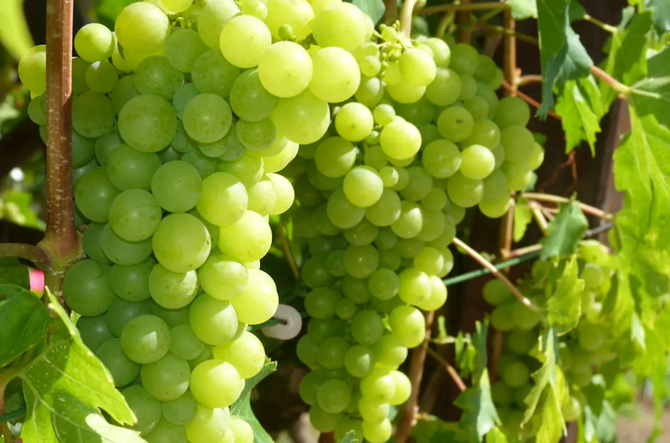 Vinařství Staňkovi – rodinné vinařství s tradicí