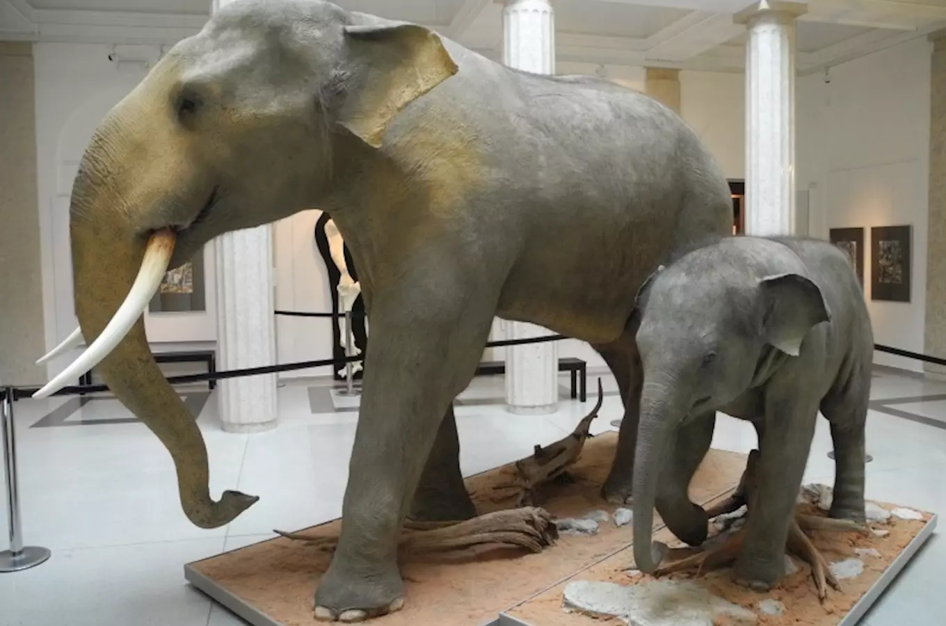 Unikátní exponáty slona indického ve Slezském zemském muzeu