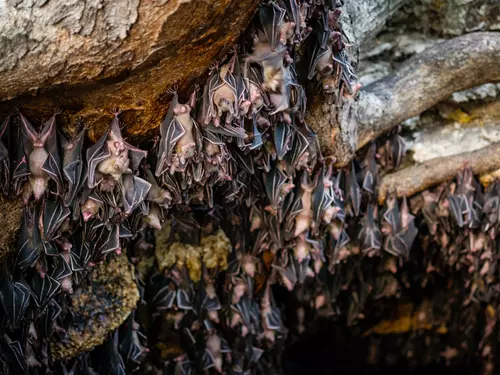 Javoříčské jeskyně budou probouzet netopýry