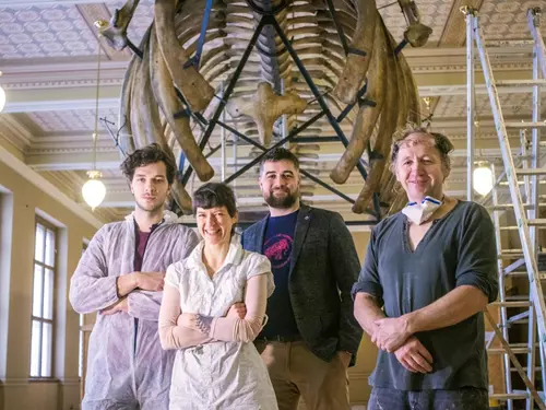 Národní muzeum restauruje kostru velryby a připravuje nové expozice