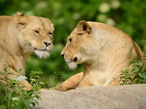 Královedvorská zoo přichystala pro návštěvníky změny a novinky