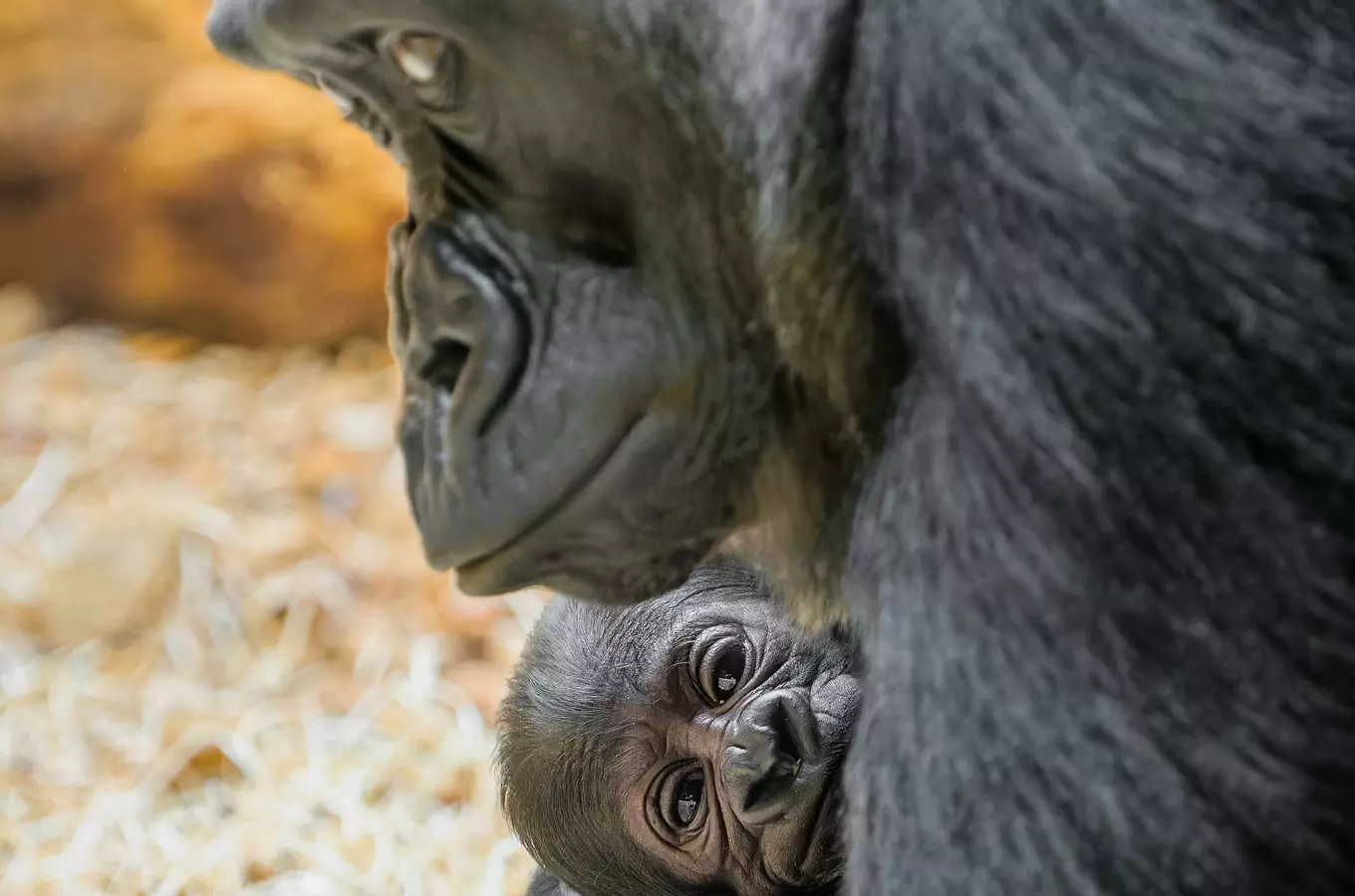 Gorilímu mláděti se v Zoo Praha daří dobře – návštěvníci je již mohou vidět bez omezení