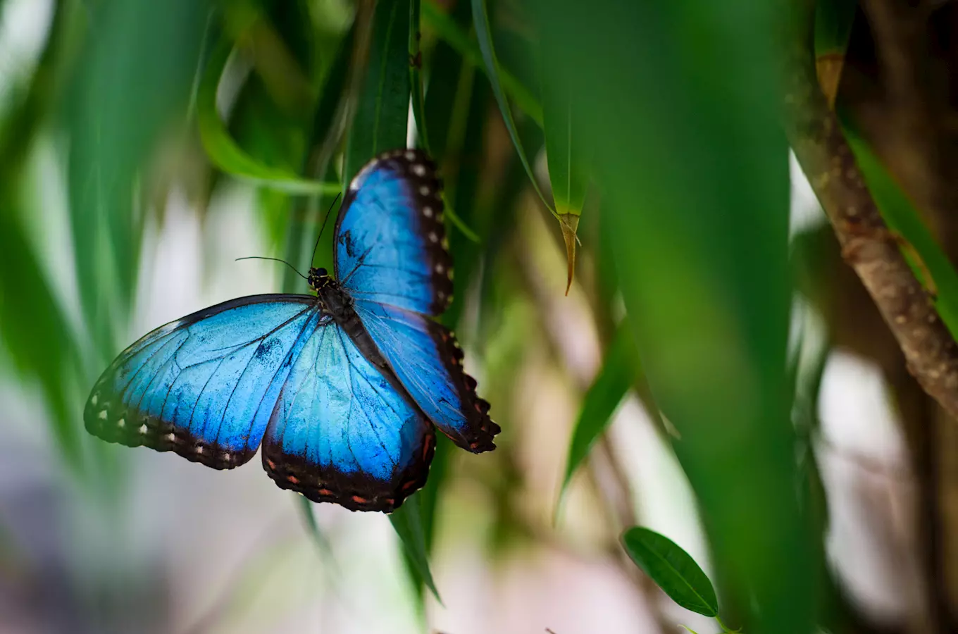 Papilonia – motýlí dům Praha