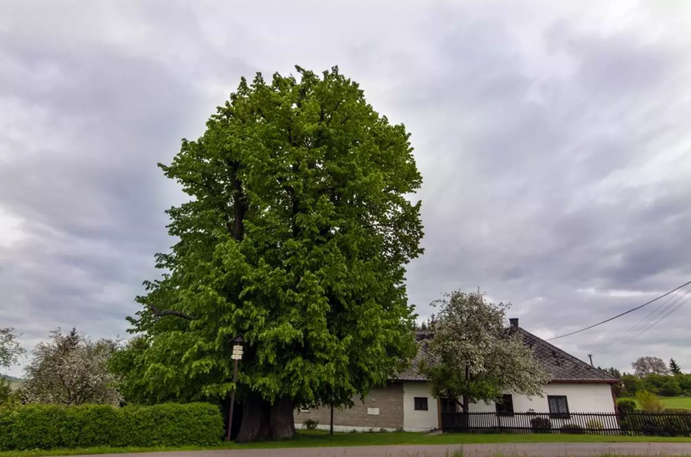 Vejdova lípa – nejmohutnější strom v ČR