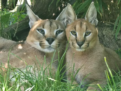 Caracal