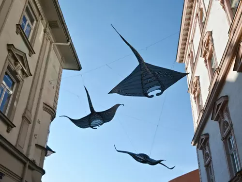 Andělé moří – manty obrovské v centru Olomouce