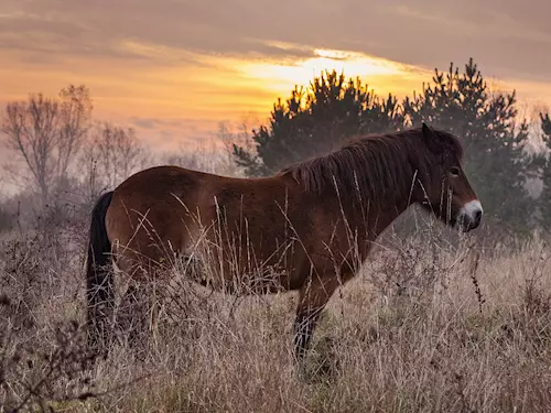 Ptačí park Josefovské louky a rezervace divokých koní