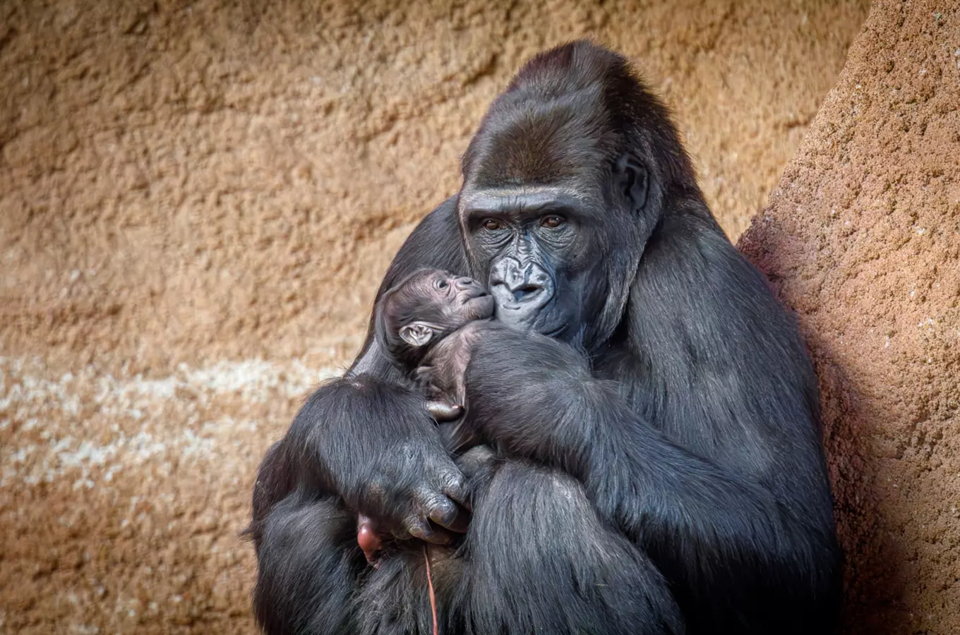 Z legendární Moji je babička – v Rezervaci Dja Zoo Praha se narodilo gorilí mládě