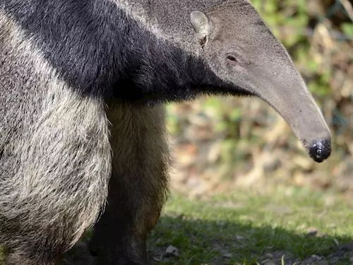 Mravenecníci Hannibal a Ella jsou v Praze jen nekolik týdnu