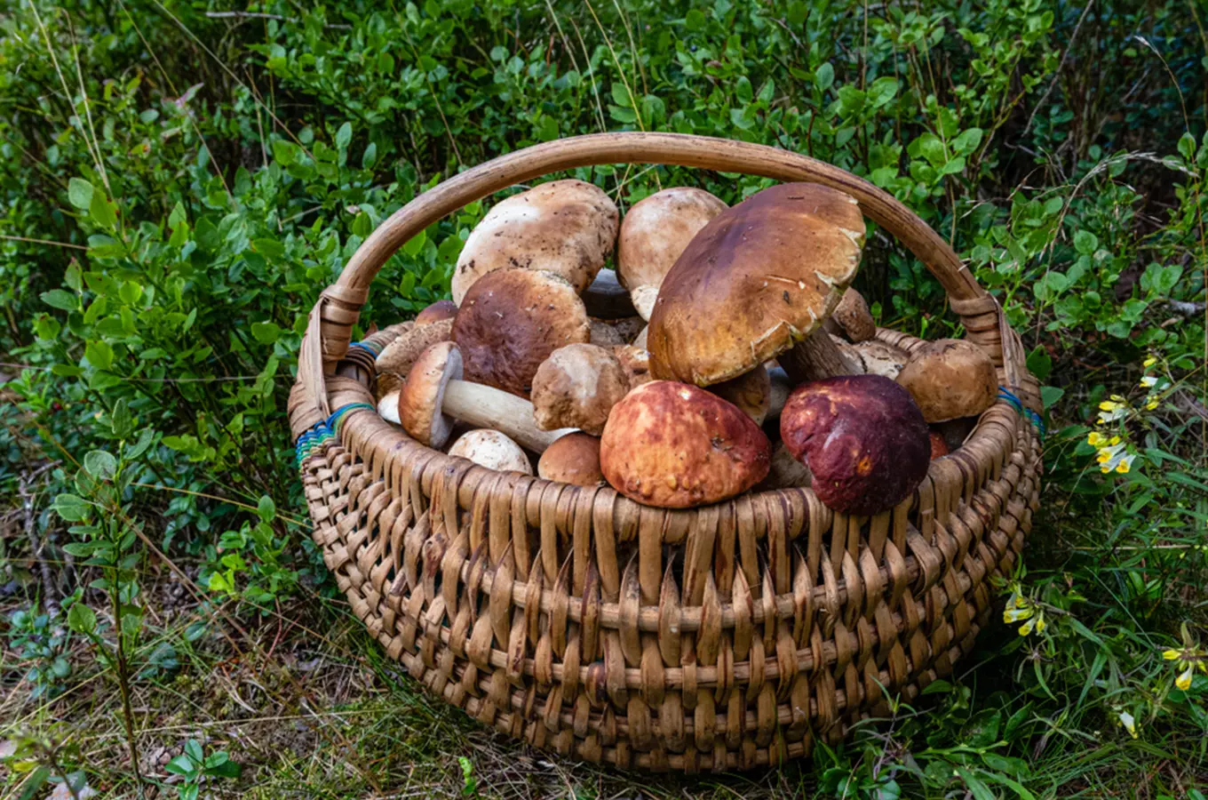 Kam vyrazit na houby? Zkuste houbařské ráje Česka