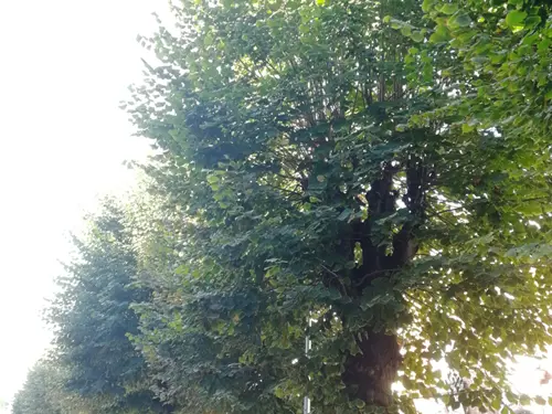 Lipové stromořadí Jeronýmova v Lounech