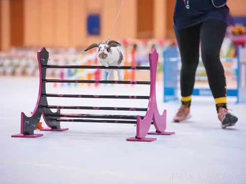 Mistrovství ČR v králičím hopu 2025 v Novém Městě na Moravě