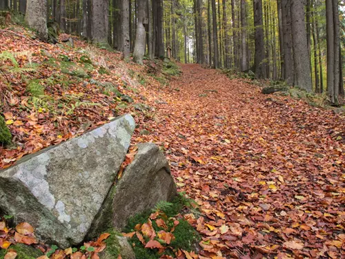 Naučná stezka Les Borová Lada