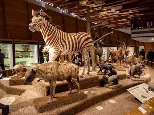Zoologická expozice Archa Noemova v Národním muzeu