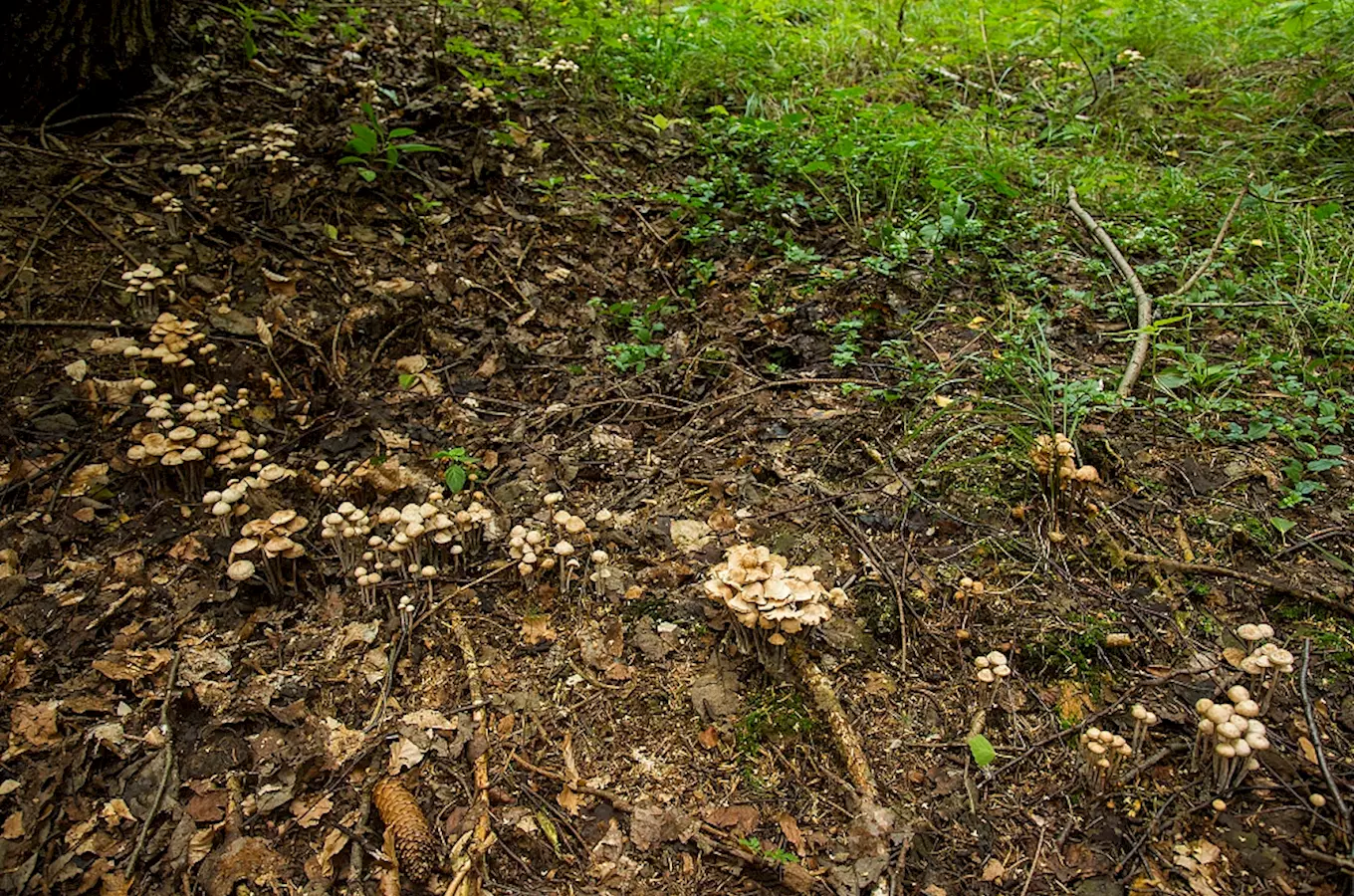 Největší kruh penízovek vyrostl na Janské hoře