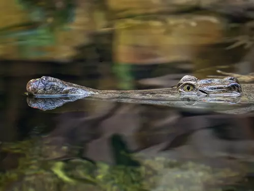 Pavilon Tanganika v Zoo Ostrava je po rekonstrukci opět kompletně přístupný