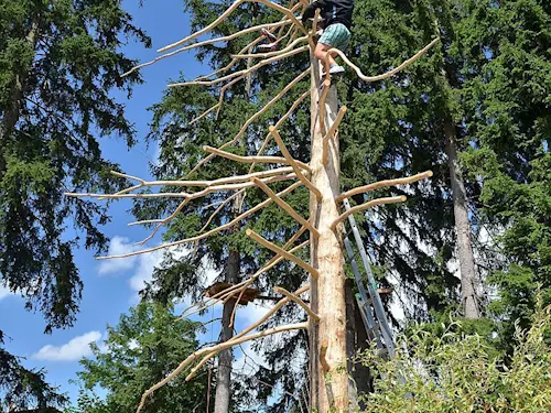 Na rozdíl od živých stromu v USA a Kanade je harrachovský „botovník“ strom poražený a odkornený