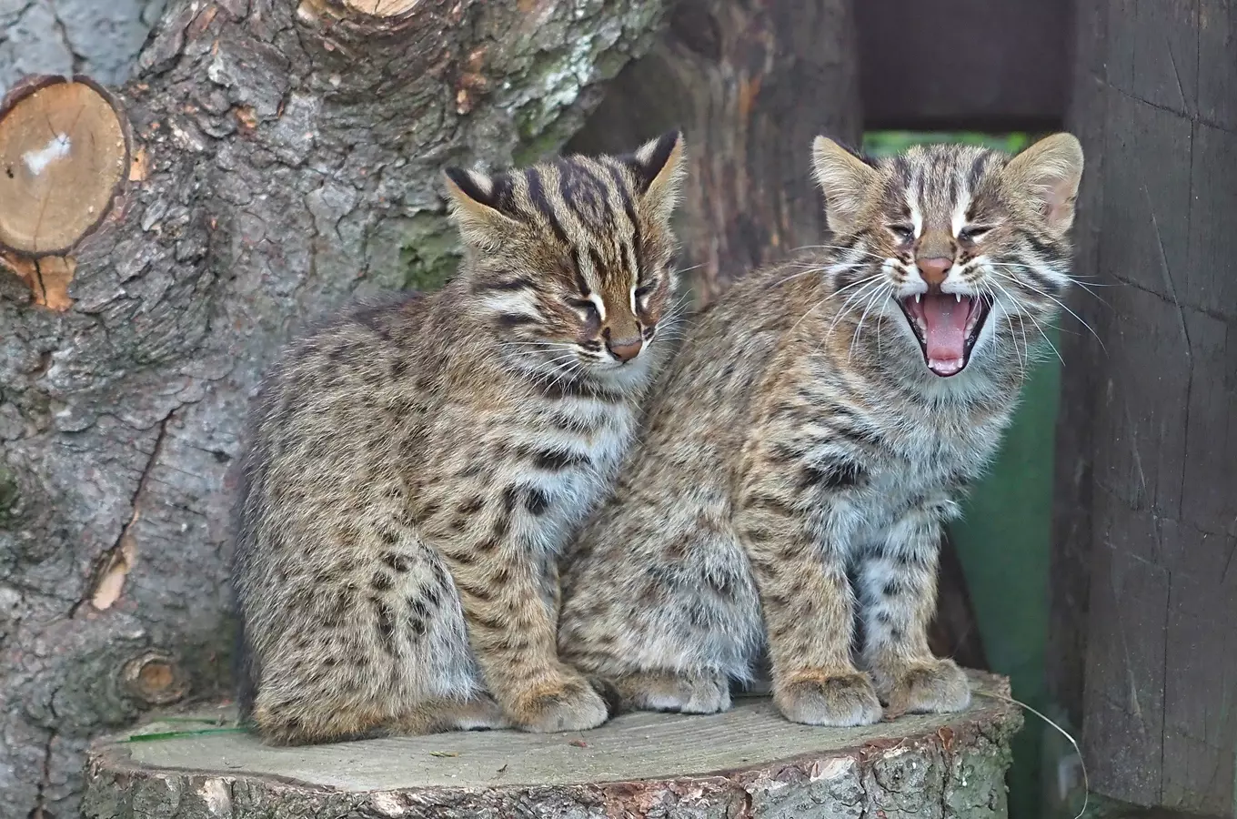 V Zoo Olomouc vesele dovádějí krátkouchá koťata 