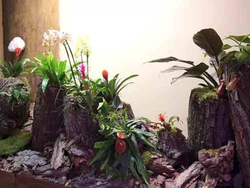 Výstava Epifyty – rostliny vzdušných zahrad
