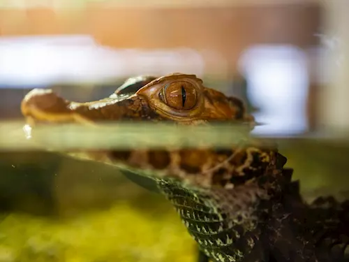 Krokodýlí zoo v Holešovicích