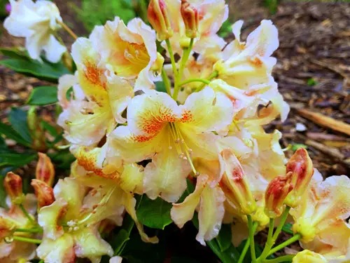 Rhododendron_x_hybridum_Bernstein_foto_D._Kubala