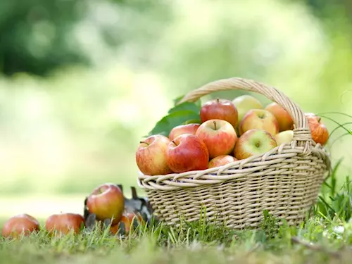 Lázeňský festival jablek se chystá tuto neděli v Mariánských Lázních