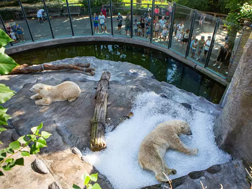 Lední  medvědi v Zoo Praha