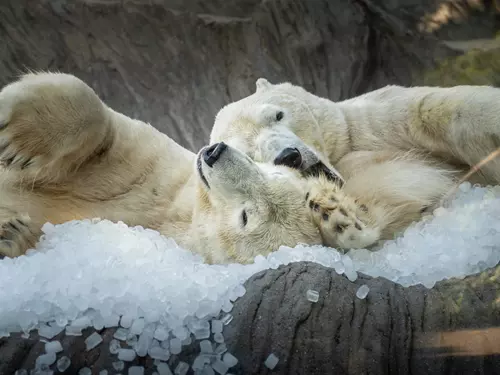 Zoo Praha pod ledem