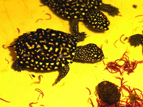 Ukrytý poklad v Zoo Ostrava: Přes 40 mláďat želvy Hamiltonovy