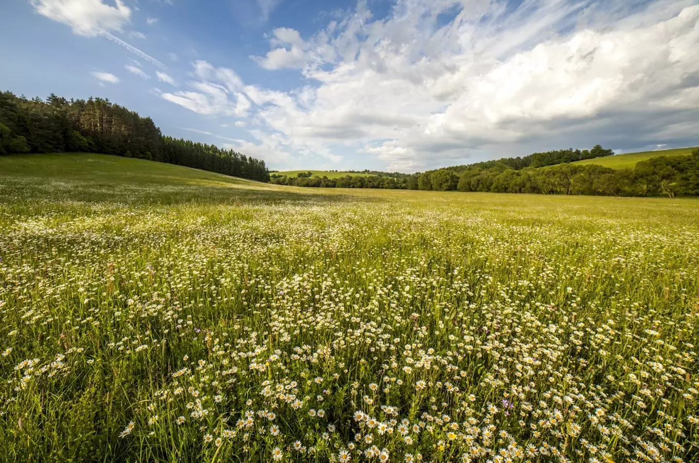 CHKO Bílé Karpaty – louky plné orchidejí