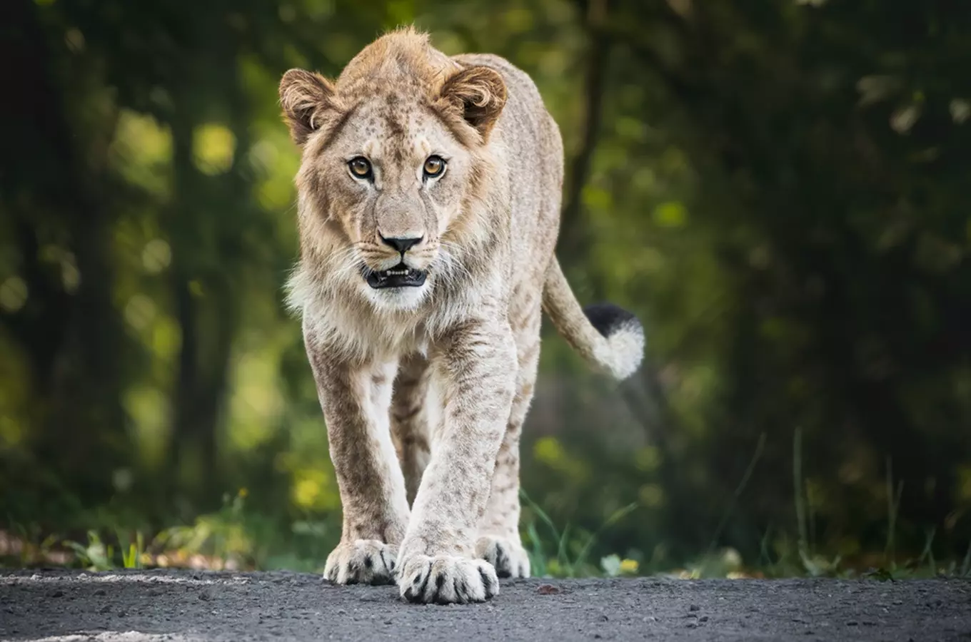 10 tipů, kde si v Česku užít safari