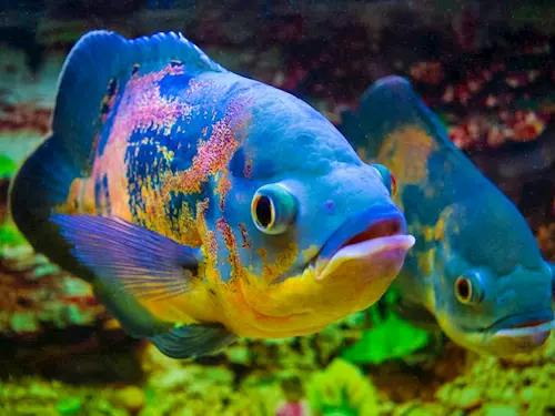 Ponořte se na dno mořské: tipy na výlety za exotickými rybami