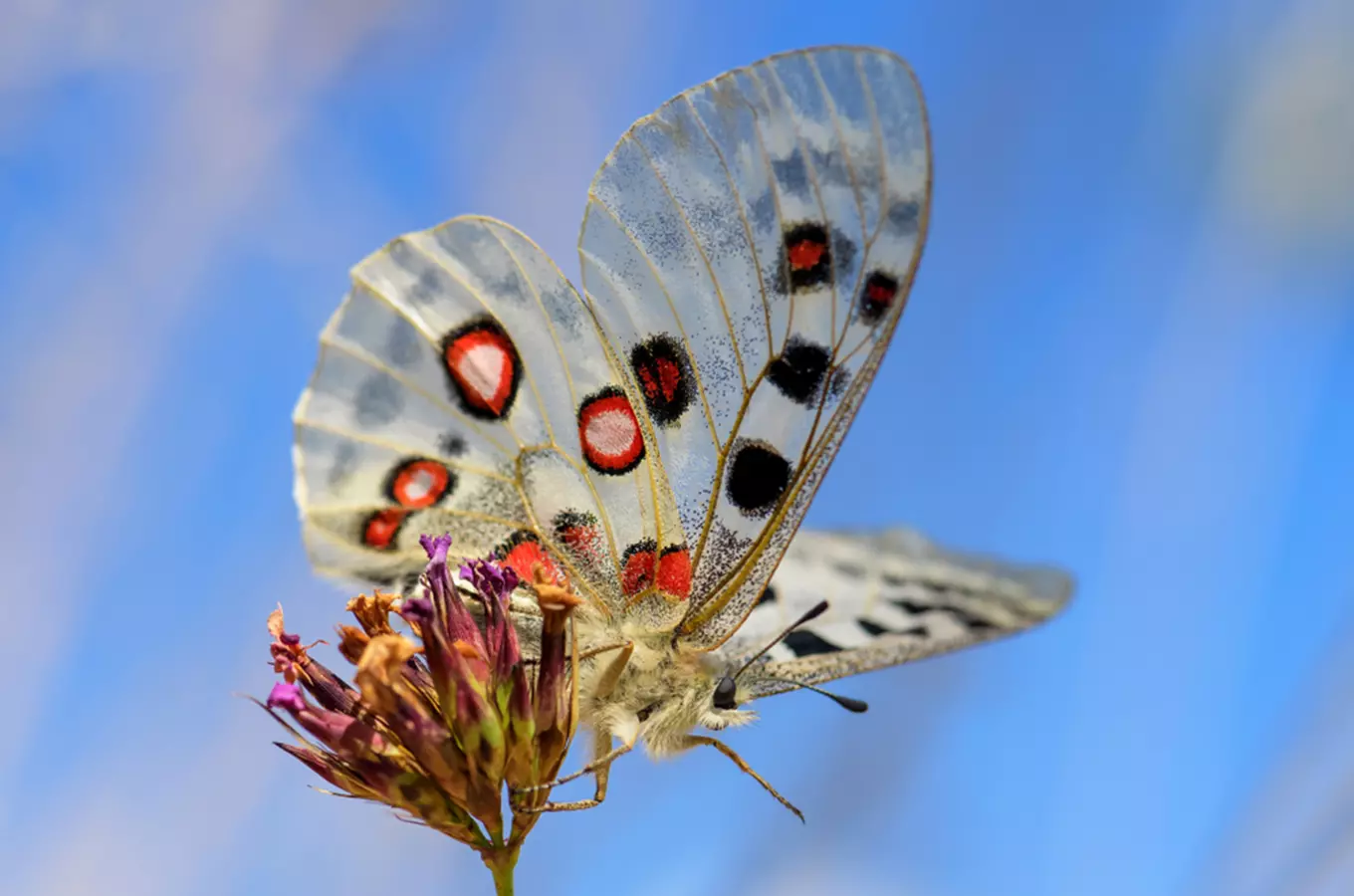Rok motýlů 2024: upozorňuje na celkový problém úbytku hmyzu