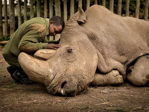 Věda a historie není nuda: velcí nosorožci z afrických plání a malí ze zkumavky