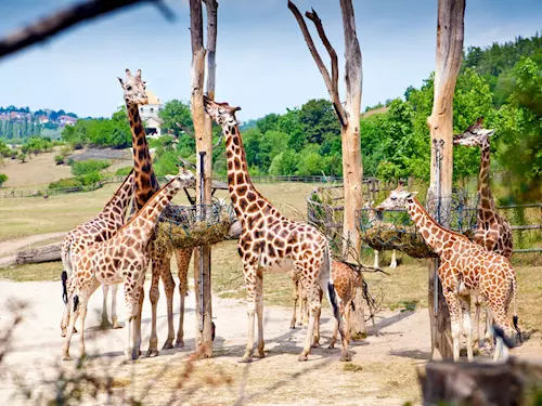 Zoo Praha, Kudy z nudy, žirafy