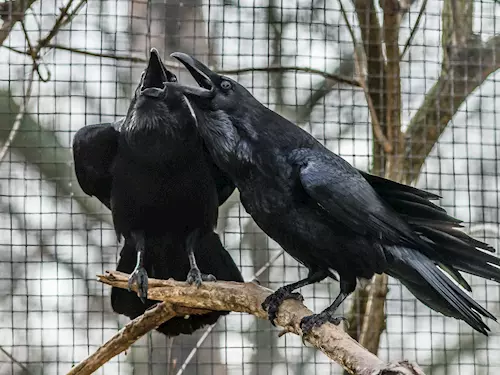 Krkavci z pražské zoo ohlásili jaro