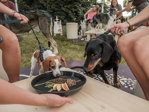 Dogs & Friends – Podzimní edice 2025