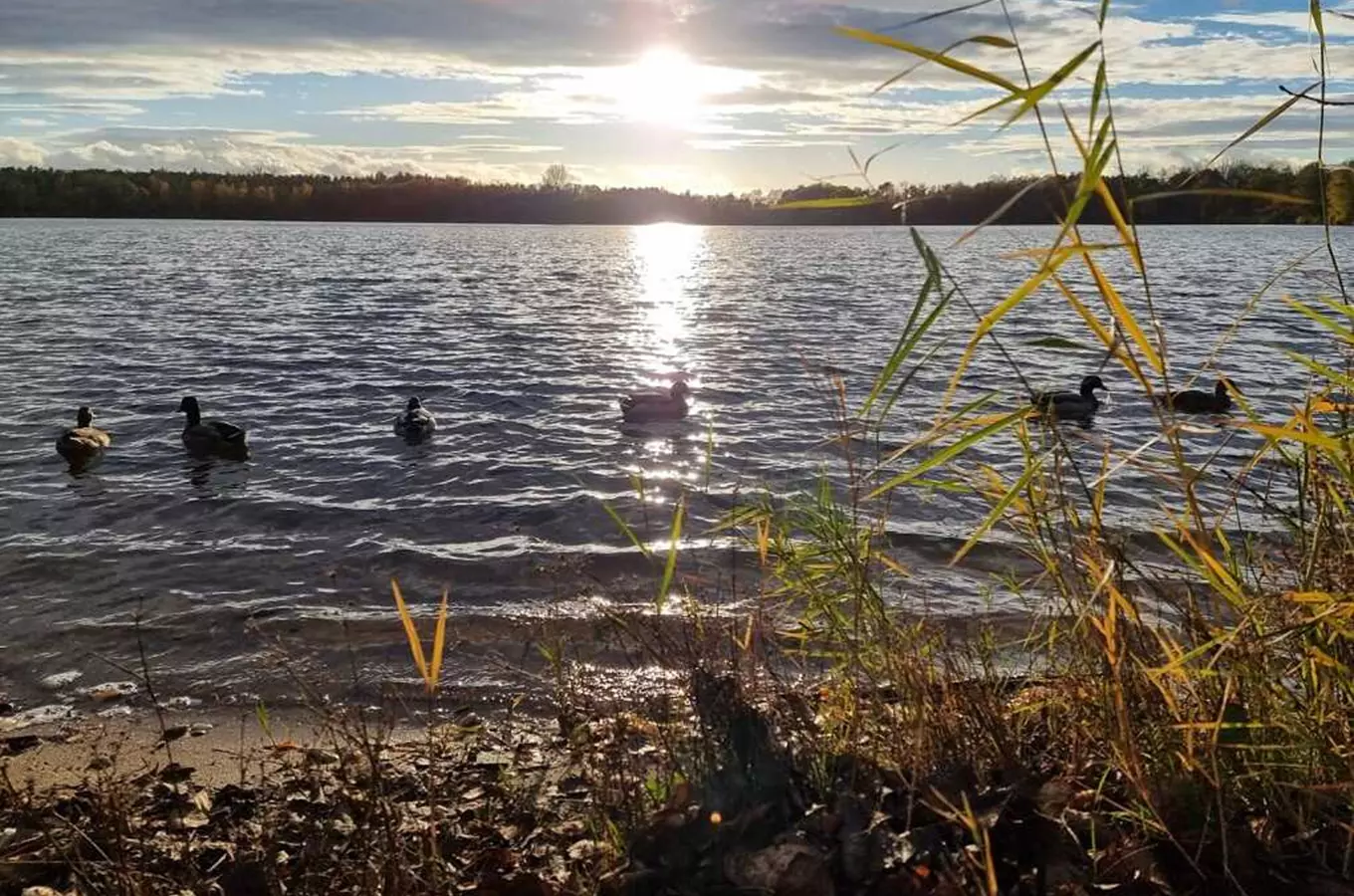 Jezero Podebrady letní plavaní