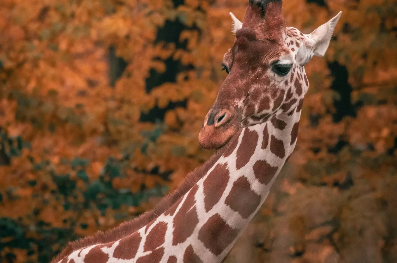 Brněnská zoo prodává vstupenky a permanentky on-line