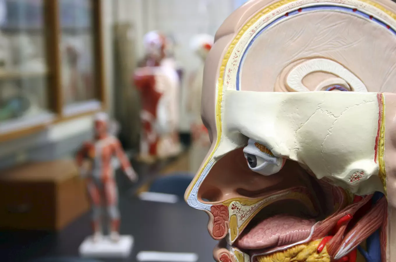 Poodhalte tajmství lidského tela na výstave Mendelova muzea