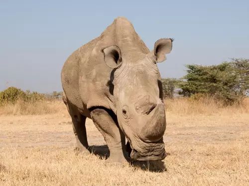Nosorožec Súdán ze Zoo Dvůr Králové – poslední nosorožec svého druhu