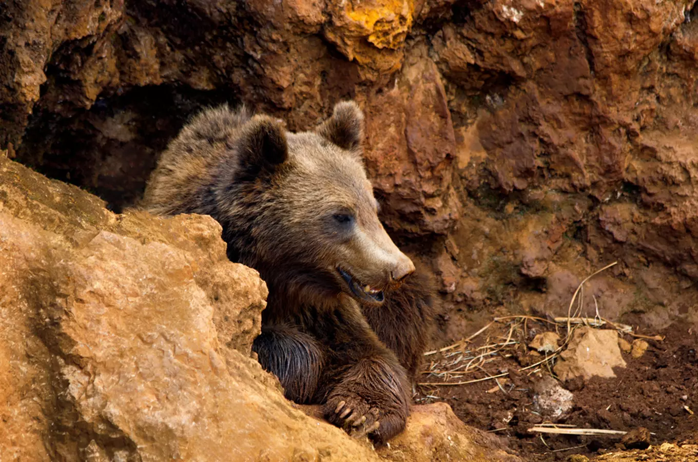 Jeskyně Výpustek zve děti na prohlídku s medvědem Brunem