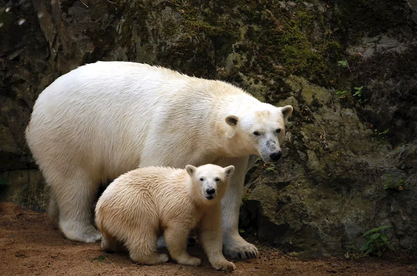 Mezinárodní den ledních medvědů v Zoo Brno