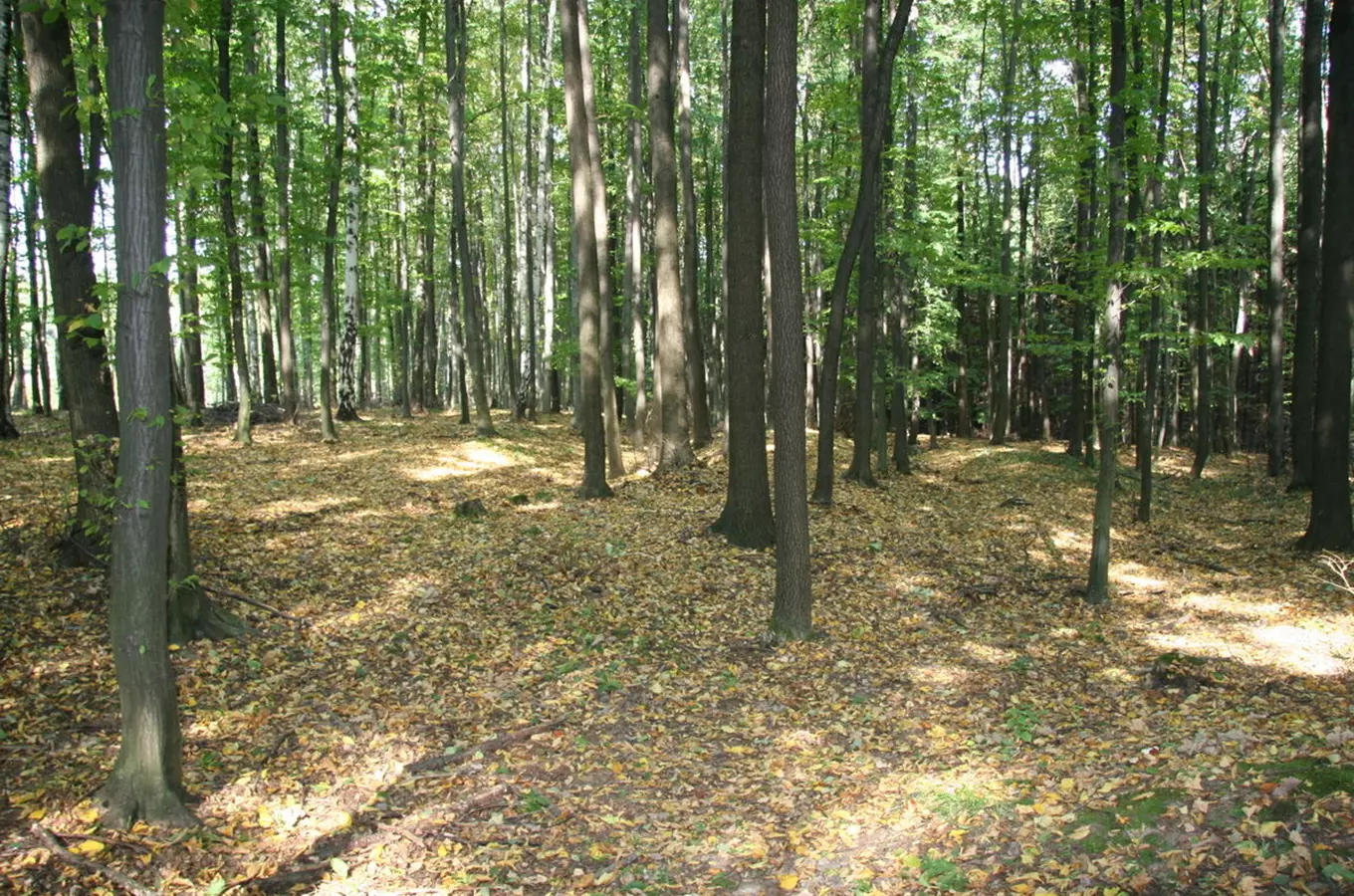 Raně středověké mohylové pohřebiště