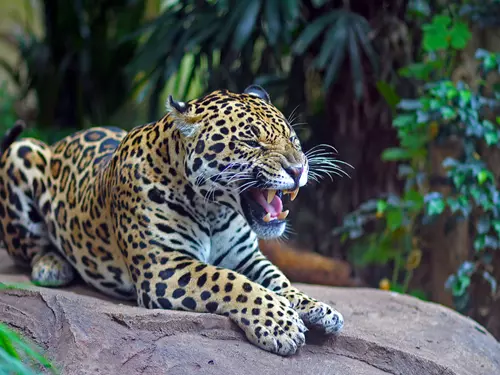 Otevření Jaguar Treku v Zoo Zlín