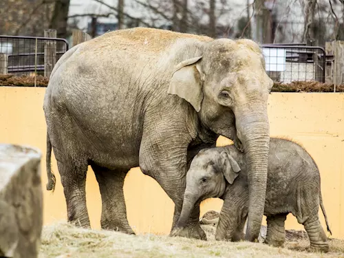 Mezinárodní den slonů v Zoo Ostrava