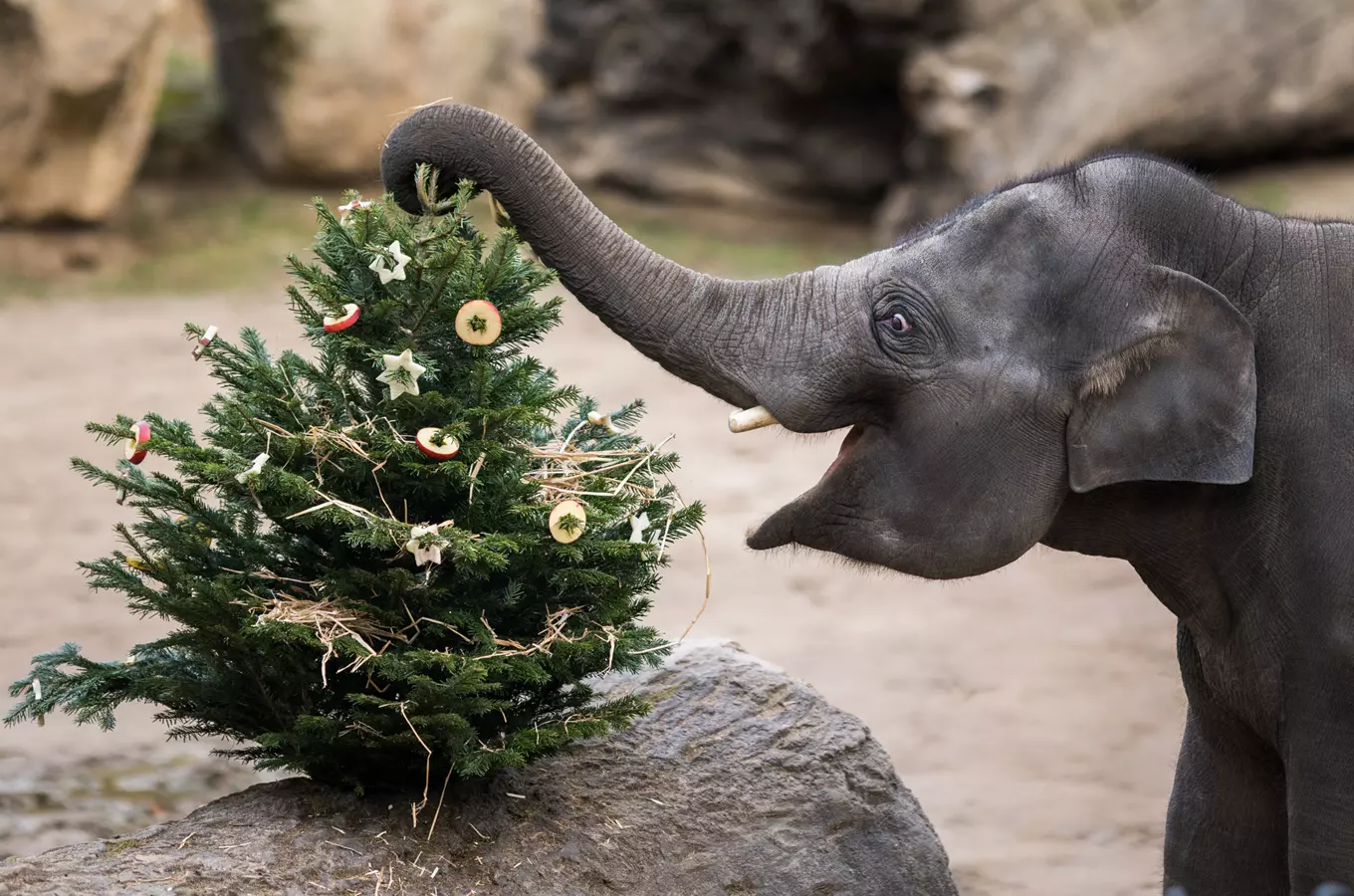 Vánoce v Zoo Praha – Od Vánoc po Nový rok