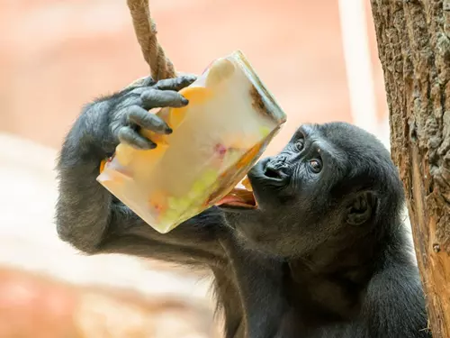 Zmrzlinová sobota Zoo Praha